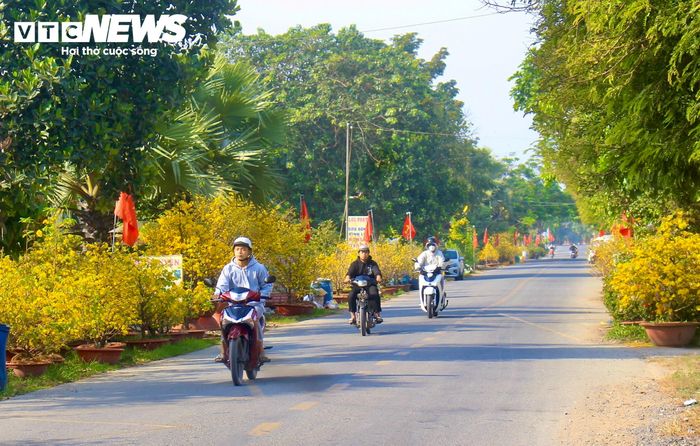 Phương Bình Lợi thuộc huyện Bình Chánh cũ là địa phương với nghề trồng mai vàng nổi tiếng của TP.HCM.