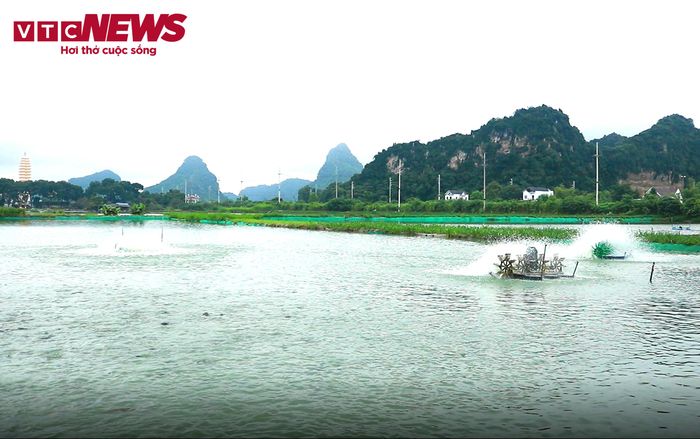 Mô hình nuôi cá rô đồng, cá chê, nuôi ốc mang lại hiệu quả kinh tế cao, đang được nhân rộng tại xã Mỹ Đức, Hà Nội.