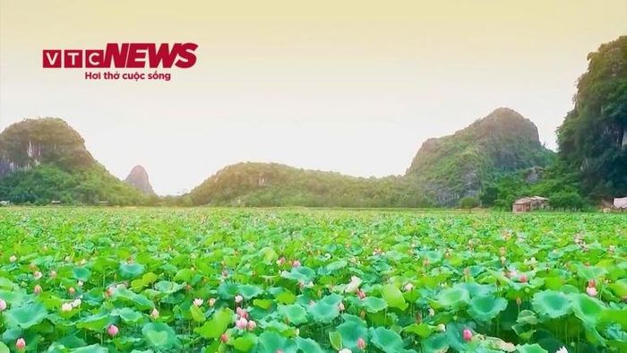 Đầm sen An Phú xã Mỹ Đức là một trong nhiều địa điểm du khách yêu thích.