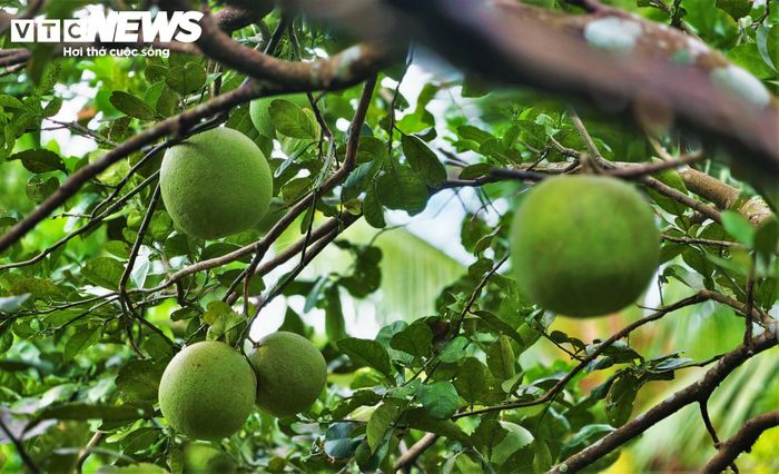 Đến nay, HTX đã liên kết với 129 hộ dân trên diện tích 100ha bưởi da xanh, trong đó khoảng 80ha sản xuất theo tiêu chuẩn VietGAP. Trong đó có 2,5ha đạt chứng nhận hữu cơ và nhiều diện tích đạt chuẩn OCOP 3 sao.