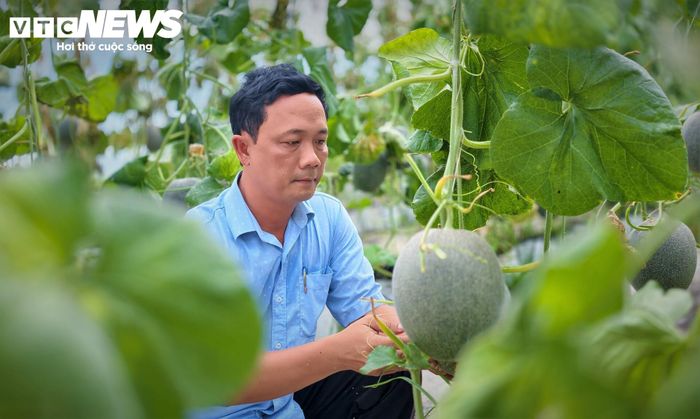 Anh Thái Thành Việt, cán bộ Trung tâm sự nghiệp công xã Hoài Ân cũng là thành viên của HTX thanh niên Hoài Ân, cho biết, vụ dưa lưới này HTX dự kiến thu khoảng 4,5 tấn dưa trên diện tích khoảng 1.000m² với giá bán tại vườn dao động từ 45.000 - 50.000 đồng/kg, mang lại khoản lãi trung bình khoảng 70 triệu đồng/vụ. 