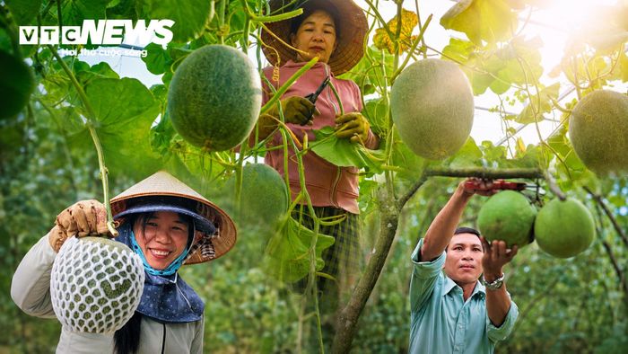 Đồng thời, người nông dân và chính quyền địa phương Hòai Ân hiện vẫn đang hoàn thiện quy hoạch, đầu tư hạ tầng giao thông, thủy lợi cùng các hoạt động xúc tiến thương mại để giúp nông sản địa phương khẳng định vị thế. Những nụ cười rạng rỡ vào ngày mùa thu hoạch thể hiện hướng đi đúng đắn, mang lại giá trị bền vững cho người làm nông nơi đây.