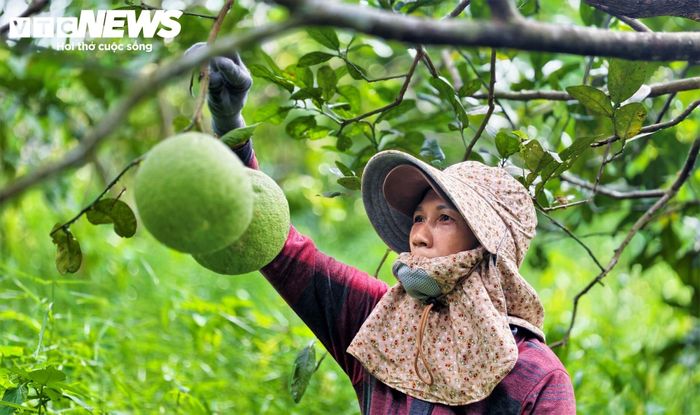 Bà Hồ Thị Thi (45 tuổi) chủ khu vườn 2ha với gần 600 gốc bưởi da xanh gần 10 năm tuổi chia sẻ: “Vụ này vườn nhà tôi dự kiến thu khoảng 15 tấn, với giá từ 20.000 - 25.000 đồng/kg từ HTX. Những năm qua người nông dân như chúng tôi cũng yên tâm vì sau khi thu hoạch đều có thương lái mua ngay tại vườn, đỡ lo đầu ra”. 