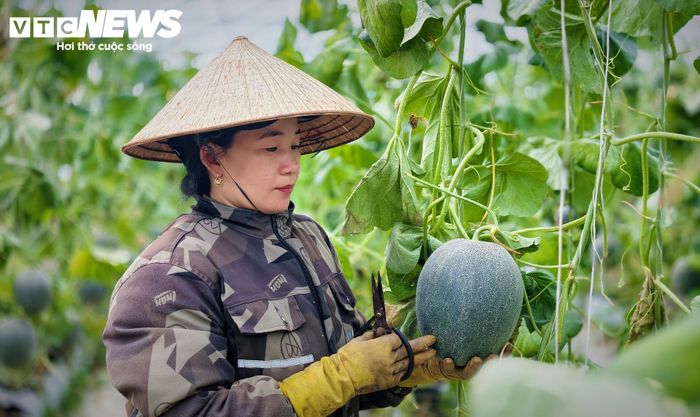 Với khoản đầu tư khoảng 500 triệu đồng, hệ thống nhà màng và tưới nhỏ giọt tự động giúp kiểm soát tốt dịch bệnh, sản xuất 3 vụ dưa lưới trong năm. Đồng thời thu hoạch xong có người mua ngay tại vườn, người dân và HTX Thanh niên Hoài Ân không phải lo đầu ra, dưa thu hoạch đến đâu tiêu thụ hết đến đó”.