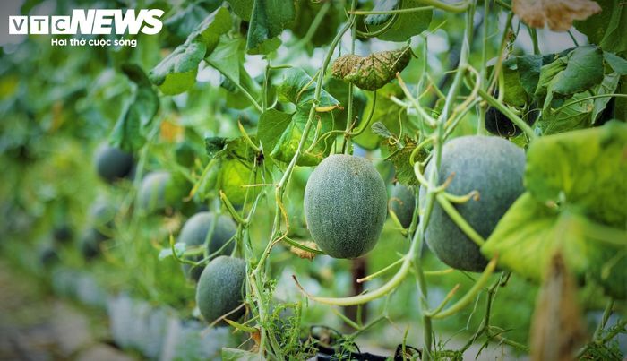 Không chỉ có bưởi da xanh của các hộ dân, mô hình trồng dưa lưới trong nhà màng hiện đại rộng 1.000m² của HTX thanh niên Hoài Ân cũng mang lại hiệu quả với những quả dưa nặng trĩu, được chăm chút kỹ lưỡng.