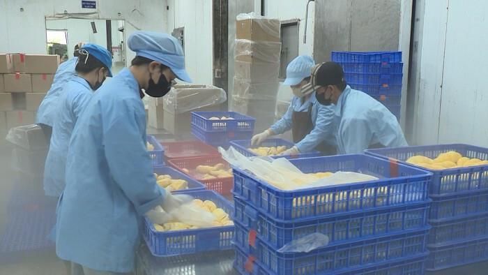 Sầu riêng được tách múi cấp đông tại Công ty xuất nhập khẩu Phương Ngọc Cái Bè. Ảnh: Hải Hân