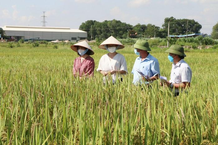 Vùng lúa hữu cơ Hợp tác xã nông nghiệp hữu cơ Đồng Phú (xã Hòa Phú). Ảnh: PV