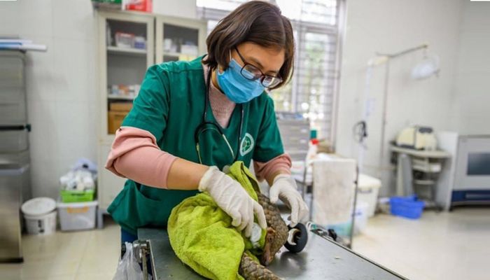 Chăm sóc cá thể động vật hoang dã tại Hà Nội. Ảnh: CTV.