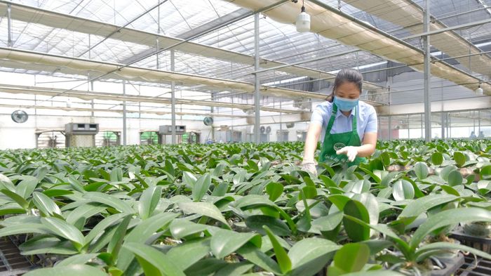 Hà Nội phấn đấu thu nhập của người dân nông thôn đạt 135 triệu đồng/năm vào năm 2030. Ảnh: Tùng Nguyễn.