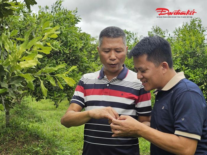 Người trồng cây mắc ca tại Nghệ An đều cho rằng, càng về sau, khi cây trưởng thành, sản lượng có thể tăng gấp 3-4 lần so với những năm đầu ra bói. Ảnh: ĐB