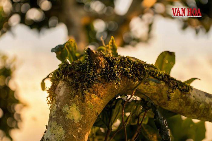 Những thân cây chè cổ thụ Shan tuyết với rêu phong phủ trên cành cây có tuổi đời từ hàng chục đến hơn trăm năm ở xã Đồng Phúc (Thái Nguyên)