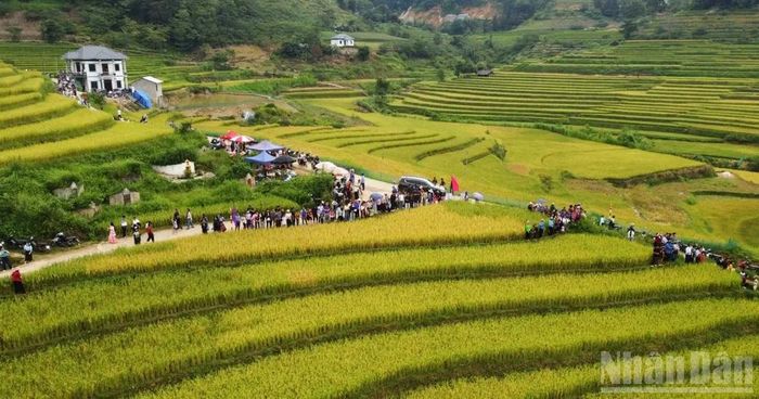 Với những thửa ruộng bậc thang trải dài, mùa vàng Sín Chéng luôn hấp dẫn du khách. Ảnh nhandan.vn