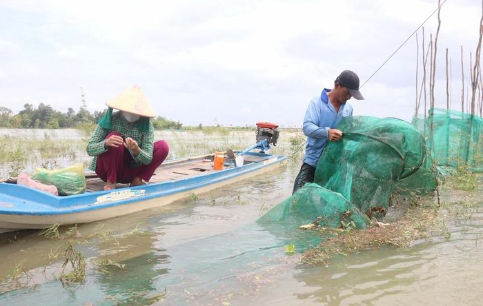 Vợ chồng anh Đoàn Văn Đẩu (ngụ ấp Phú Quới, xã Phú Hữu, tỉnh An Giang) đổ dớn bắt cá linh non trên canh đồng ngập lũ. Ảnh: Công Mạo-TTXVN