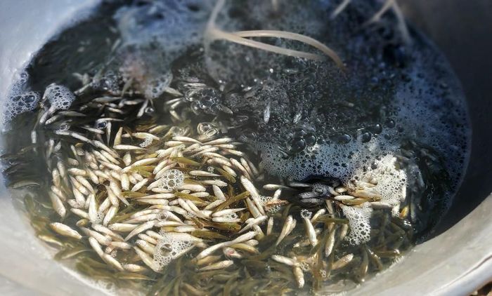 Cá linh non ở vùng đầu nguồn biên giới có giá hơn 100.000 đồng/kg, khi về các chợ xã, phường trong tỉnh An Giang giá tăng lên khoảng 200.000-250.000 đồng/kg do chi phí vận chuyển và hao hụt. Ảnh: Công Mạo-TTXVN