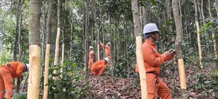 Nhân viên điện lực hỗ trợ người dân thu hoạch, khai thác các cây quế lớn nằm ngoài hành lang an toàn bảo vệ tài sản cho bà con vừa ngăn ngừa sự cố lưới điện. (Ảnh: TÂM THỜI)