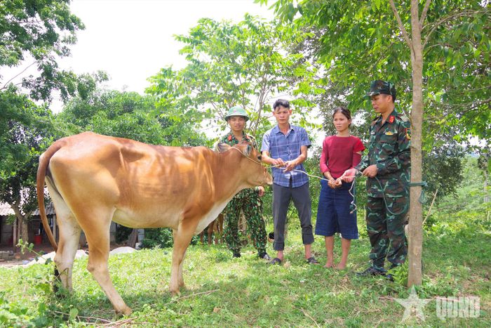 Đoàn Kinh tế - Quốc phòng 337 trao bò giống tặng nhân dân trên địa bàn. 