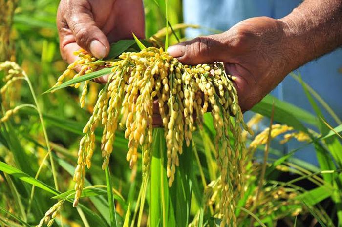 Giá lúa tươi tại Đồng bằng sông Cửu Long ghi nhận điều chỉnh giảm ở một số chủng loại. Ảnh minh họa: baodanang.vn