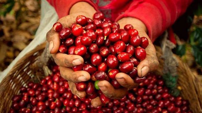 Giá cà phê trong nước hôm nay (28-8) tiếp đà giảm từ 700 - 800 đồng/kg. Ảnh minh họa: thuonghieucongluan.com.vn