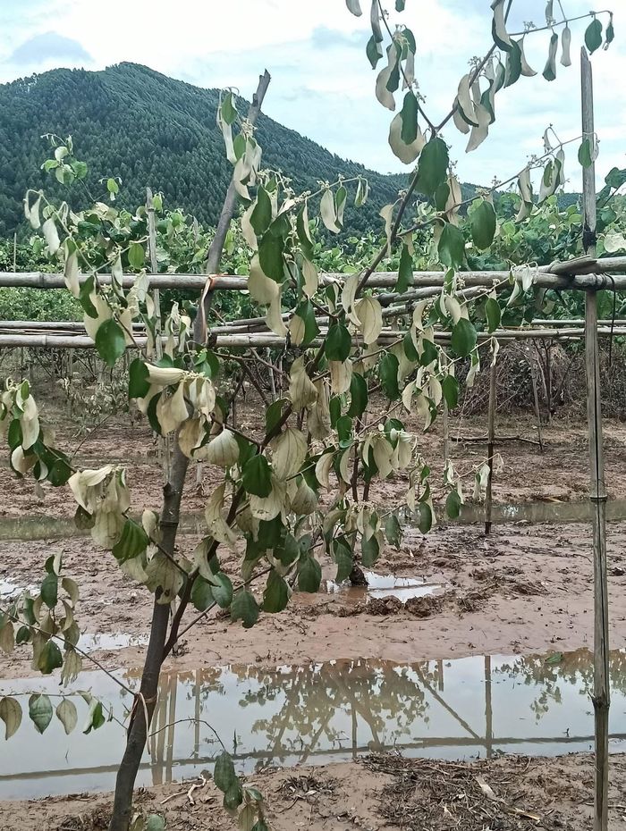  Ruộng táo và các loại rau màu sau đợt mưa lũ, ngập ở tỉnh Bắc Ninh. Ảnh: QUÂN BẰNG 