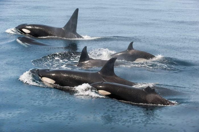 Ảnh: de.whales
