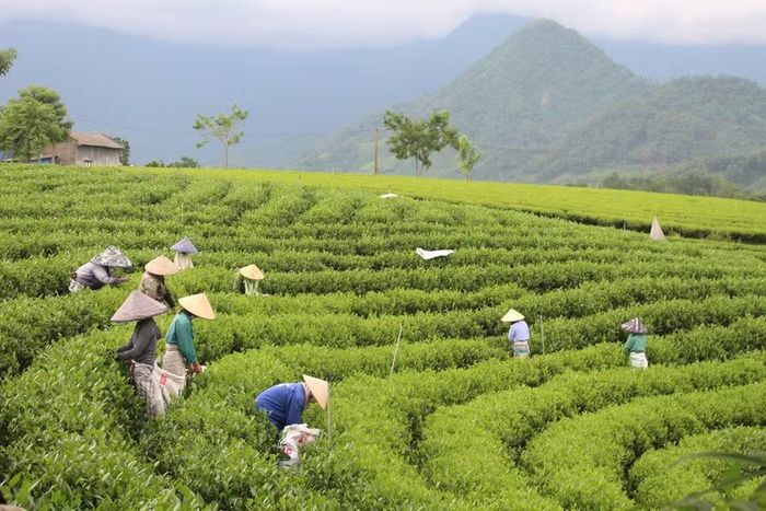 Người dân thu hoạch chè tươi tại khu vực Đồi chè Cầu đá.