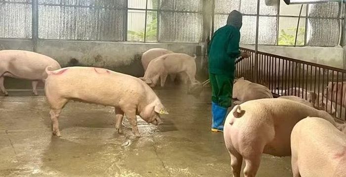 Mô hình chăn nuôi lợn an toàn sinh học của ông Nguyễn Văn Toàn (xã Hy Cương, Phú Thọ) mang lại hiệu quả kinh tế cao.