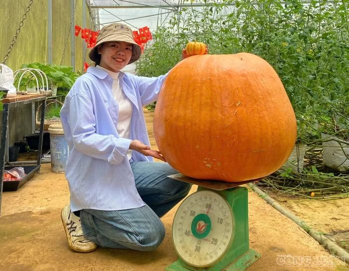 Quả bí khổng lồ nặng 60kg tại trang trại của đôi vợ chồng trẻ