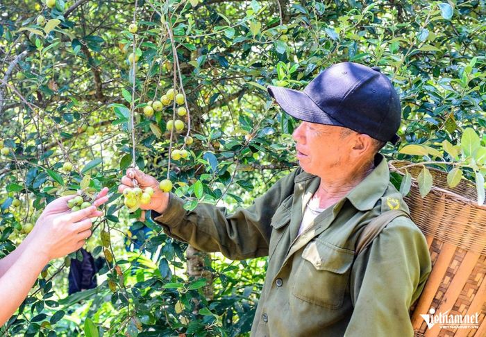 Nhờ chuyển đổi cây trồng, mỗi năm gia đình ông Gia thu nhập hàng trăm triệu đồng từ quả táo mèo. Ảnh: Lê Dương