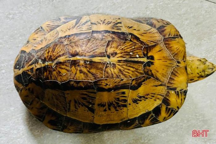 Rùa hộp trán vàng miền Bắc (Cuora galbinifrons).