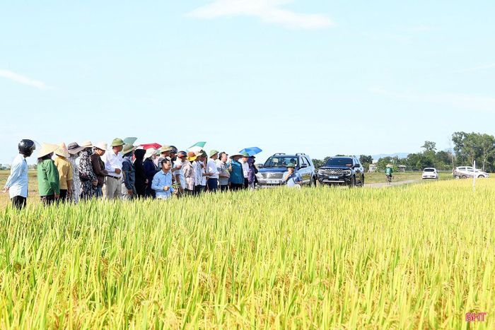 Đánh giá kết quả bước đầu là cơ sở để ngành chuyên môn lựa chọn, bổ sung những giống lúa có năng suất, chất lượng và khả năng thích ứng tốt vào sản xuất.
