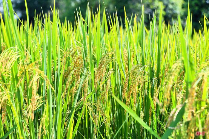 Giống lúa TĐ25 có tỷ lệ hạt chắc đạt gần 73%.