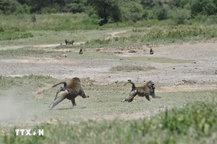 Khỉ đầu chó tại Công viên quốc gia hồ Nakuru, Kenya. (Ảnh: THX/TTXVN phát)