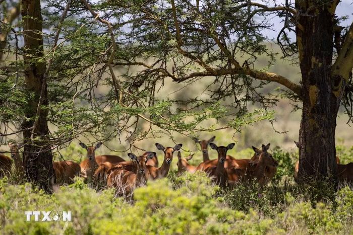 Linh dương tại Công viên quốc gia hồ Nakuru, Kenya. (Ảnh: THX/TTXVN phát)