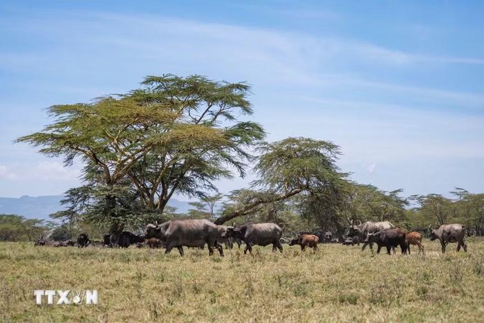 Đàn trâu rừng tại Công viên quốc gia hồ Nakuru, Kenya. (Ảnh: THX/TTXVN phát)