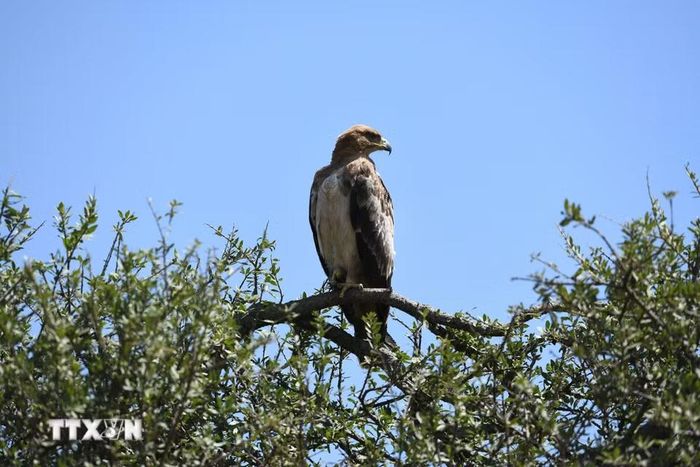 Đại bàng tại Khu bảo tồn quốc gia Maasai Mara, Kenya. (Ảnh: THX/TTXVN phát)