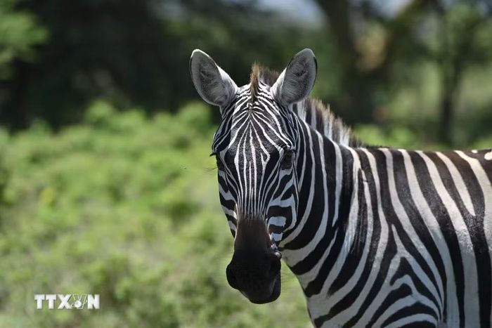 Ngựa vằn tại Công viên quốc gia hồ Nakuru, Kenya. (Ảnh: THX/TTXVN phát)