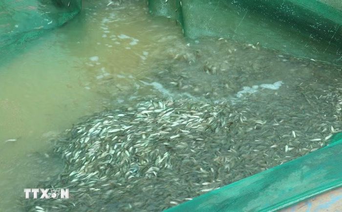 Cá linh là loại đặc sản của miền Tây chỉ có trong mùa nước nổi. (Ảnh: Công Mạo/TTXVN)