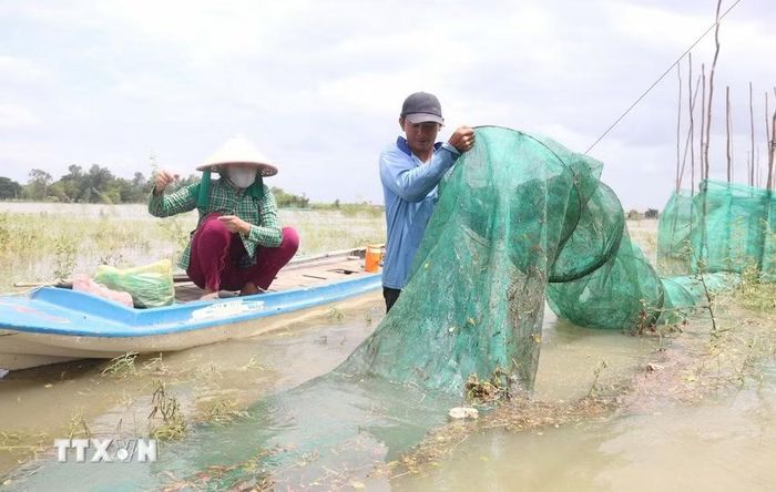 Vợ chồng anh Đoàn Văn Đẩu (ngụ xã Phú Hữu, tỉnh An Giang) tranh thủ buổi trưa đi đặt dớn trên cánh đồng ngập nước gần nhà để đánh bắt cá linh. (Ảnh: Công Mạo/TTXVN)