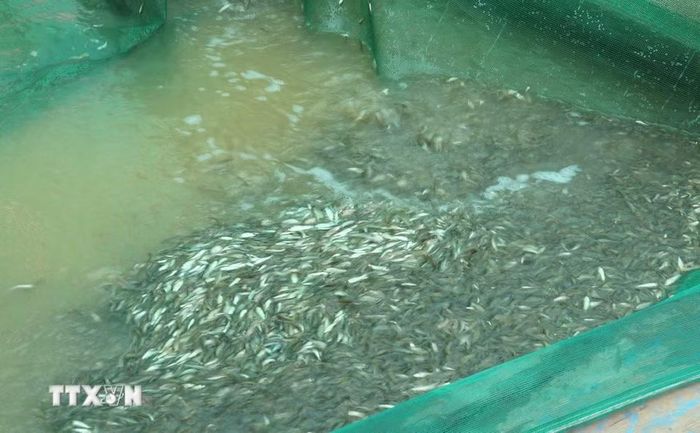 Cá linh là loại đặc sản của miền Tây chỉ có trong mùa nước nổi. (Ảnh: Công Mạo/TTXVN)