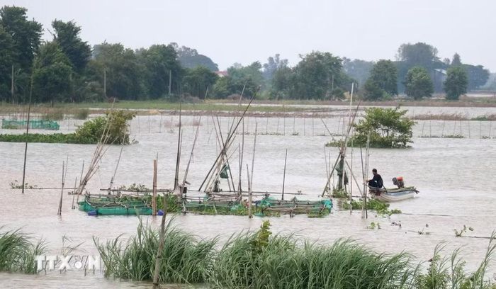 Người dân đầu nguồn biên giới tỉnh An Giang ra đồng đánh bắt cá linh non. (Ảnh: Công Mạo/TTXVN)