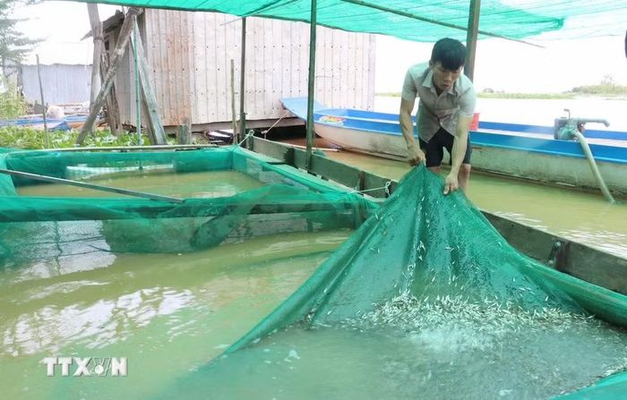 Mỗi ngày, anh Nguyễn Ngọc Lợi (xã biên giới Phú Hữu, tỉnh An Giang) thu mua 500 kg-1 tấn cá linh từ người dân đánh bắt trên đồng lũ, sau đó phân loại, sơ chế và cung cấp cho các bạn hàng trên cả nước. (Ảnh: Công Mạo/TTXVN)