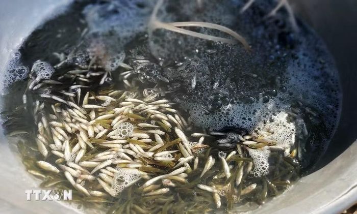 Cá linh non đầu mùa có giá khá cao, từ 120.000-200.000 đồng/kg, chủ yếu được cung cấp cho các nhà hàng, khách sạn tại Đồng bằng sông Cửu Long, Thành phố Hồ Chí Minh, Đồng Nai và Hà Nội. (Ảnh: Công Mạo/TTXVN)