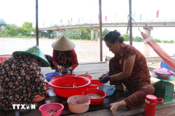 Sơ chế cá linh non trong mùa nước nổi giúp chị em phụ nữ ở xã Phú Hữu, tỉnh An Giang kiếm thêm thu nhập lúc nông nhàn. (Ảnh: Công Mạo/TTXVN)