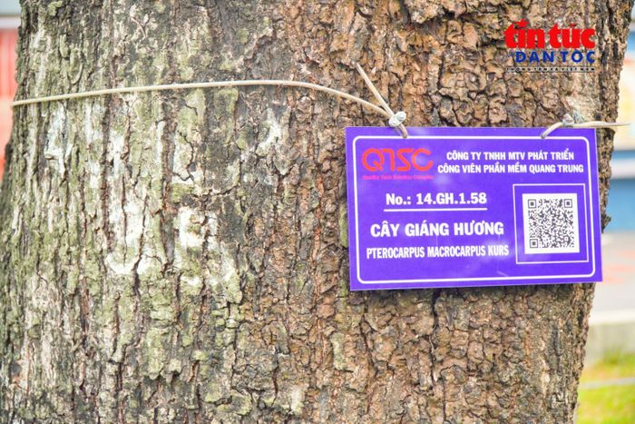 Sử dụng điện thoại thông minh quét mã QR trên cây để tra cứu thông tin, lịch sử chăm sóc và vị trí của cây trên hệ thống GIS.