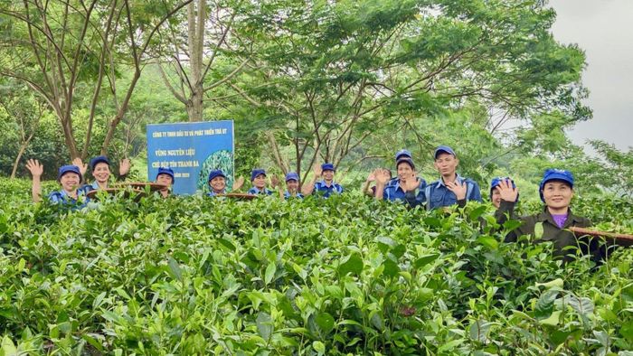 Vùng nguyên liệu chè UT được chăm sóc theo quy trình an toàn, kiểm soát từ khâu trồng, chăm sóc đến thu hái, tạo nền tảng cho sản phẩm chè chất lượng cao.
