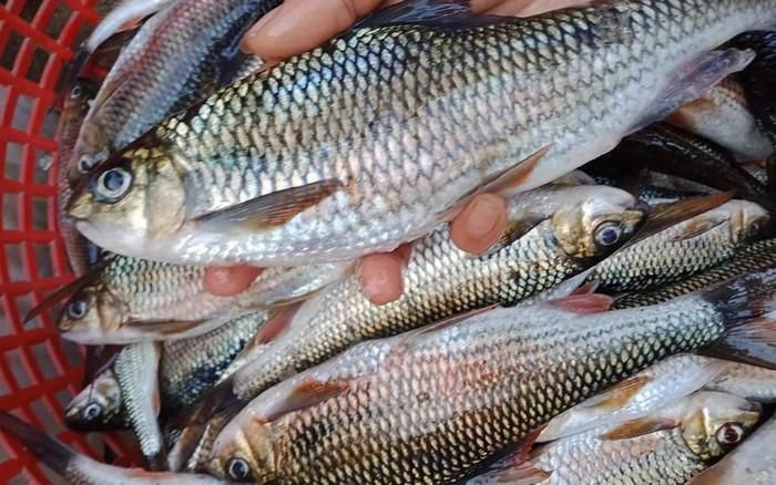 Cá mát sông Giăng - loại cá tự nhiên ở Nghệ An.
