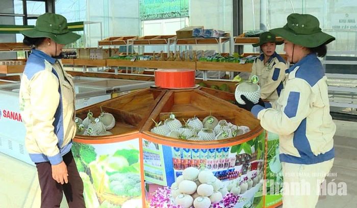 Sản phẩm dưa lưới taki QueenFarm của Công ty TNHH Phong Cách Mới đã hết hạn công nhận nhãn hiệu OCOP năm 2022.