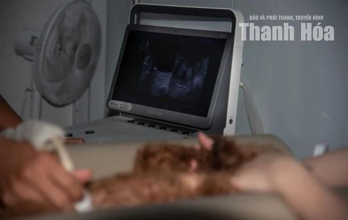 Thú cưng được thăm khám, siêu âm kiểm tra sức khỏe bằng trang thiết bị hiện đại.