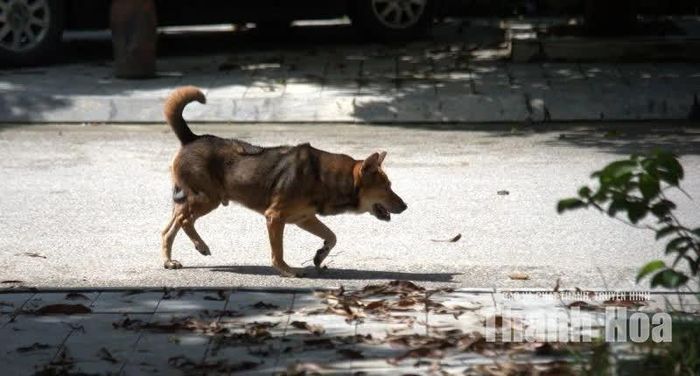Chó thả rông, không rọ mõm vẫn được chủ thả tự do trên đường phố.