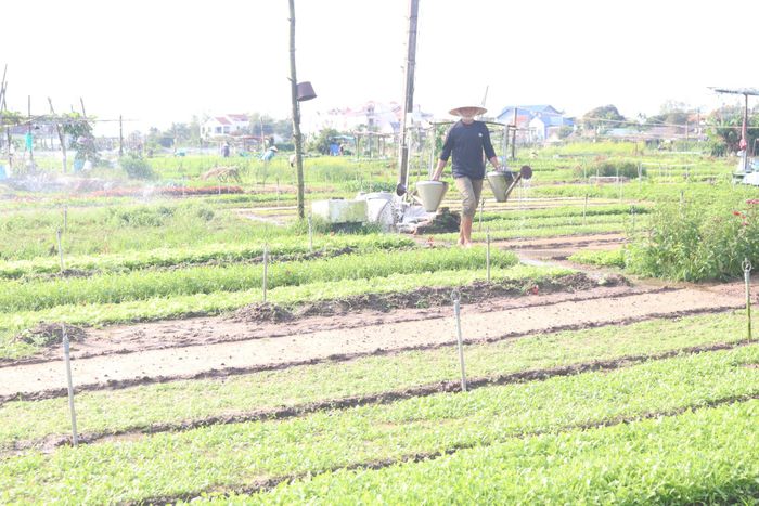 Làng rau Trà Quế (phường Hội An Tây) được vinh danh là Làng du lịch tốt nhất năm 2024. Ảnh: HOÀNG LIÊN